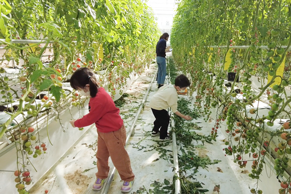 우리카드가 올해 11월부터 진행한 '디지털 도시농부' 행사에서 임직원 자녀들이 경기도 여주시 농장의 토마토 재배 현장 체험을 하고 있다. 사진=우리카드