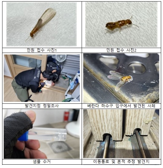 지난 17일 서울 강남구 논현동 주택에서 외래 흰개미류가 나타났다는 민원 신고를 받고 환경 당국이 현장 조사 및 조치하는 모습. 사진=환경부