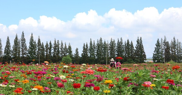 인천 경인아랴뱃길 계양아라온 인근 화단에 활짝 핀 백일홍들. 사진=뉴시스