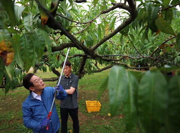 가지치기 체험하는 이재명 대통령. 사진=뉴시스