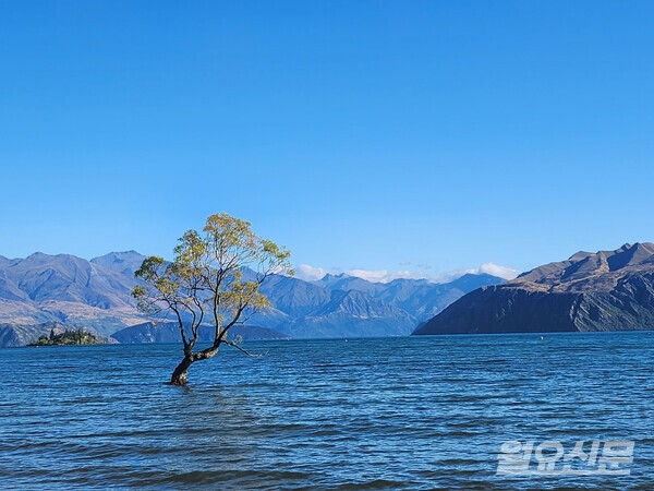 그 와나카 나무. 사진=윤노리 작가