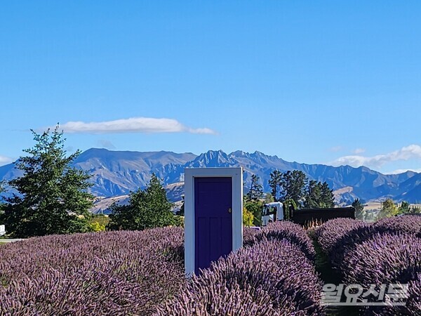 와나카 라벤더 농장의 감성을 한껏 올려주는 보라색 문. 사진=윤노리 작가