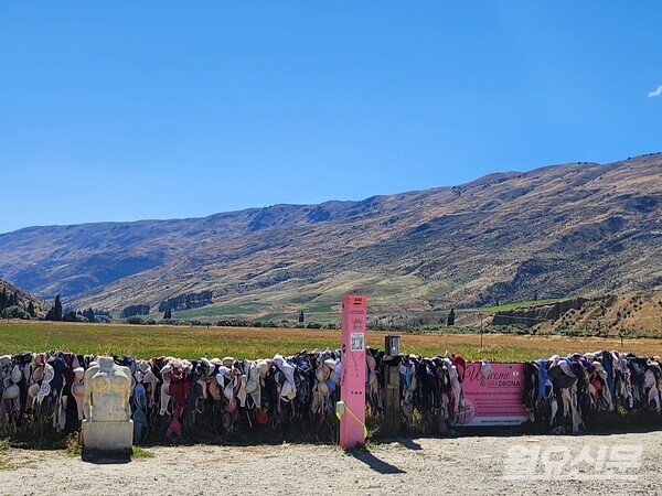 카드로나(Cardrona)지역의 브라 펜스(Bra Fence). 수백개의 브래지어가 걸려있다. 사진=윤노리 작가