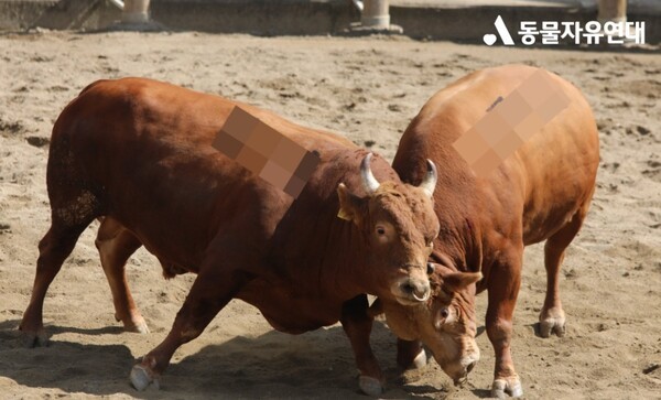 소 싸움. 사진=동물자유연대 홈페이지
