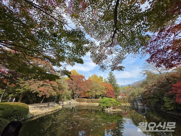 단풍으로 물들어있는 불국사 연못. 사진=윤성희 기자