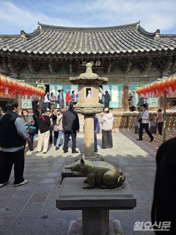 극락전 앞 복돼지. 사진=윤성희 기자