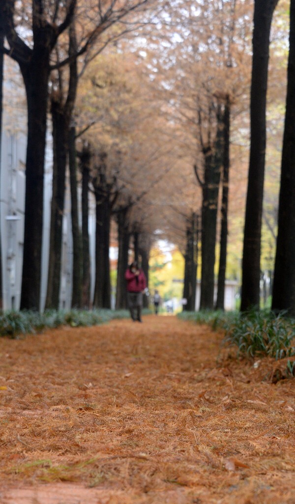 25일 전북 전주시 완산구 온고을로. 한 시민이 떨어진 낙엽 위를 걷고 있다. 사진=뉴시스